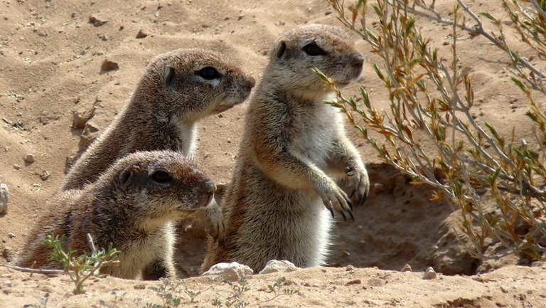Erdh&ouml;rnchen